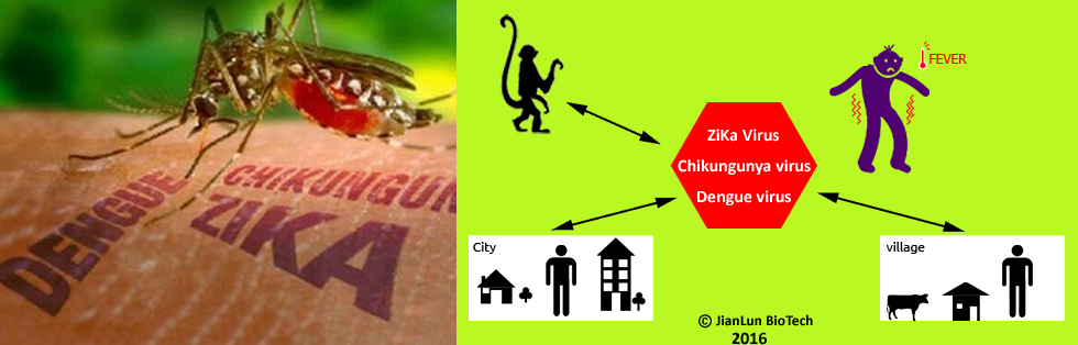 Zika virus